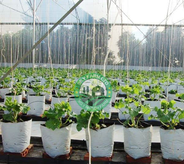 Túi PE trồng cây 2 lớp siêu bền, chống tia UV