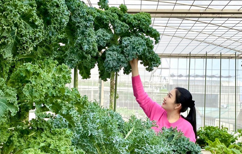 Cải Kale là loại cây trồng lâu năm