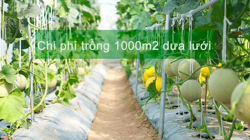 Chi phí 1000m2 nhà màng trồng dưa lưới là bao nhiêu | Bổ chi tiết giá