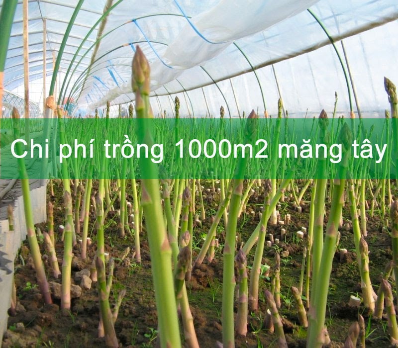 Chi phí trồng 1000m2 măng tây là bao nhiêu? Cập nhật giá mới nhất!