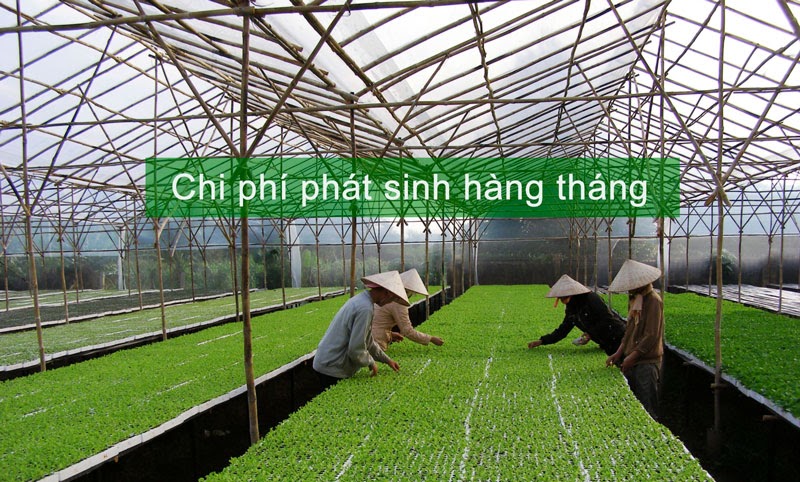 Chi phí trồng rau thủy canh 1000m2 tiêu hao hàng tháng