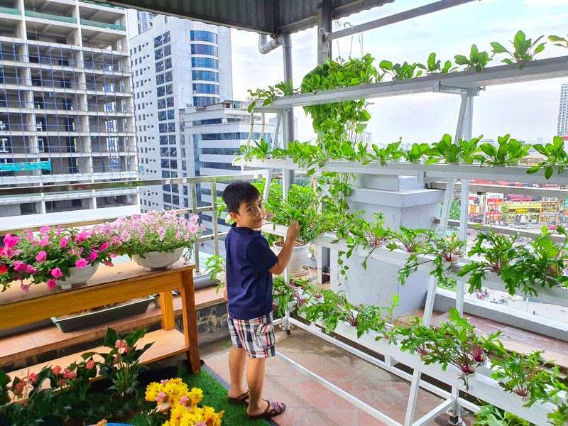 Giải pháp trồng rau trên sân thượng có mái tôn cực hiệu quả