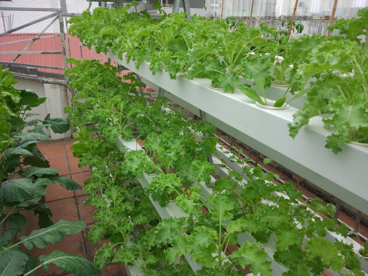 Tuyệt chiêu trồng rau thủy canh tại nhà giúp bạn có vườn rau xanh