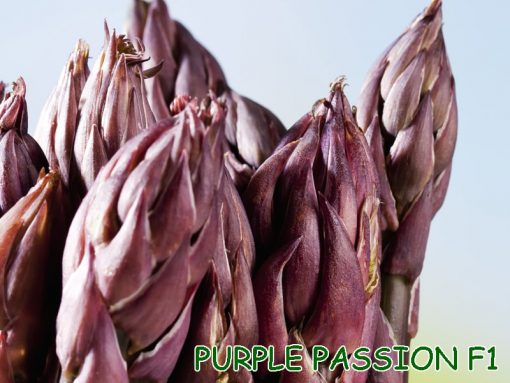 Hạt giống măng tây Purple Passion F1 chuẩn