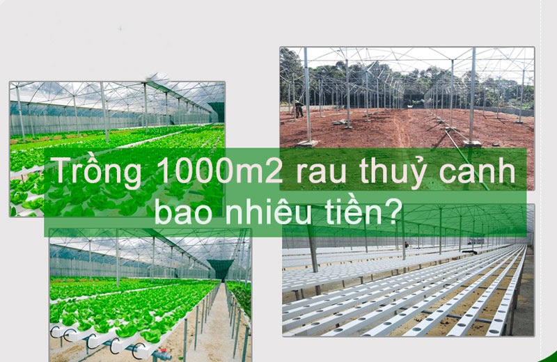 Chi tiết chi phí trồng rau thủy canh 1000m2 theo từng thành phần