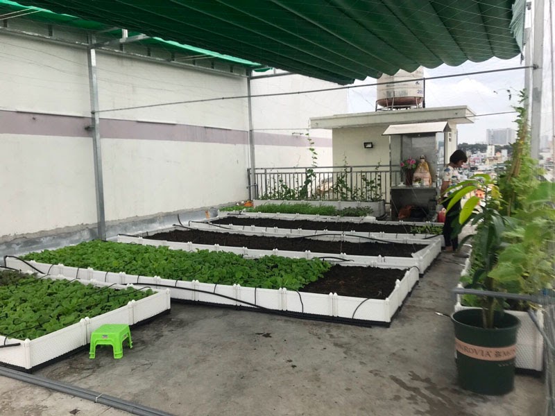 Giải pháp nào trồng rau trên sân thượng có mái che